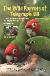 The Wild Parrots of Telegraph Hill